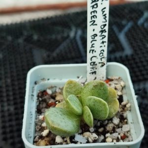 adromischus umbraticula green blue