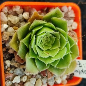 aeonium aizoon