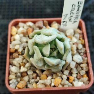 echeveria cream puff