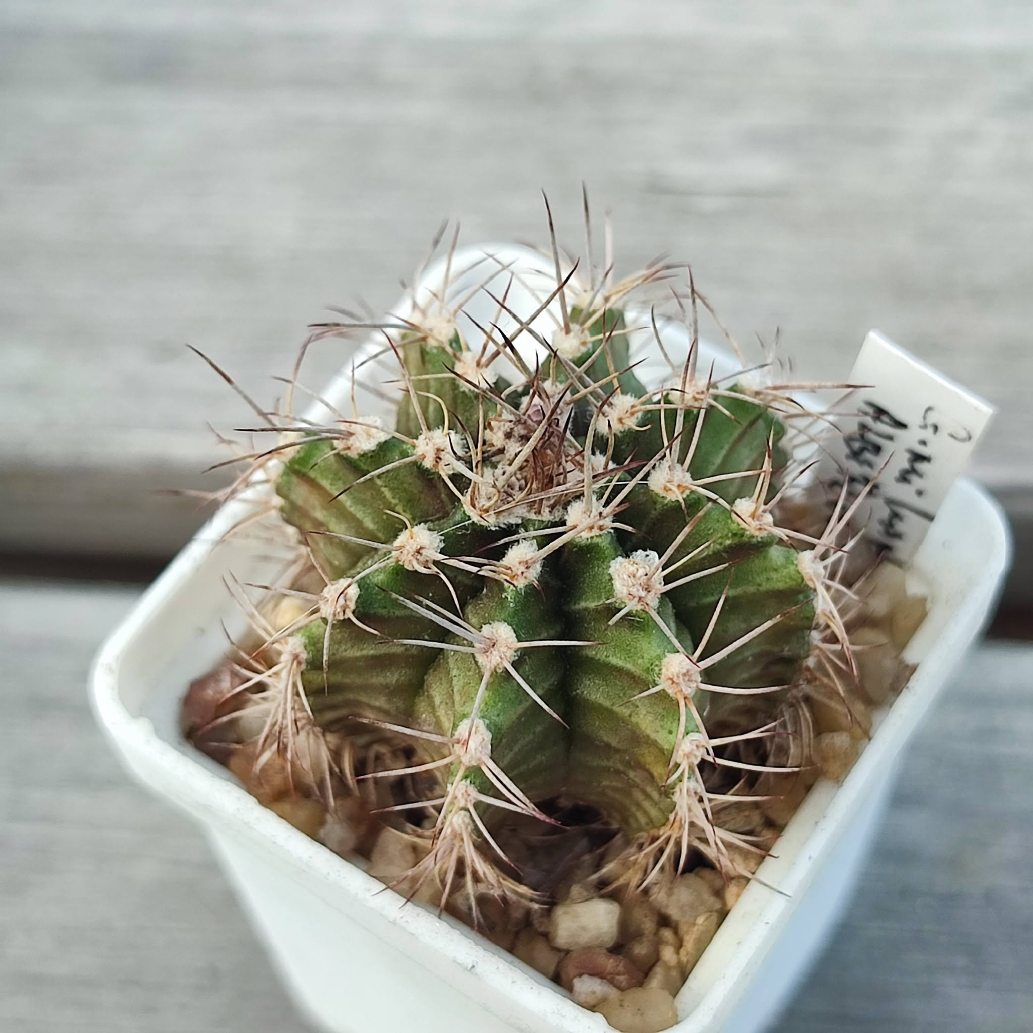 Gymnocalycium mihanovichii albiflorum