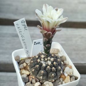 gymnocalycium kleinianum MG