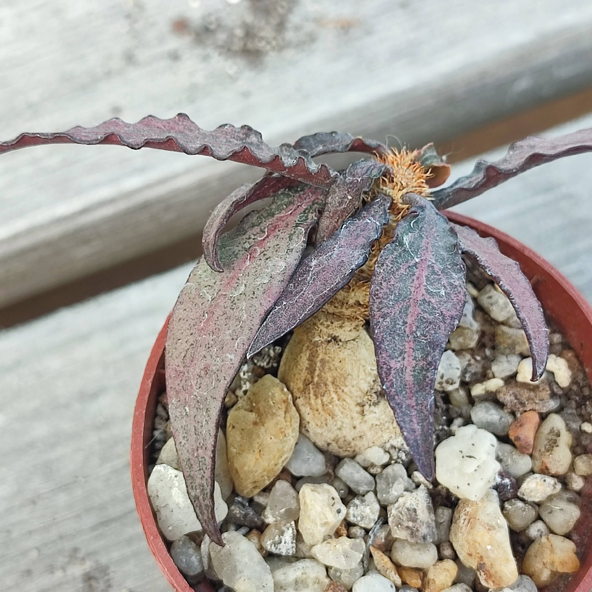 Euphorbia francoisii pink
