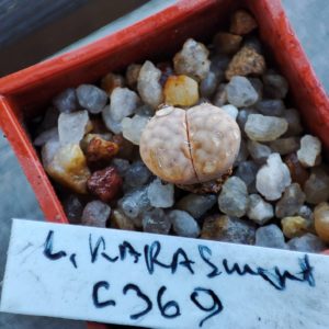 lithops karasmontana C369