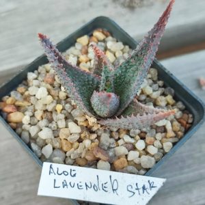 aloe lavender star