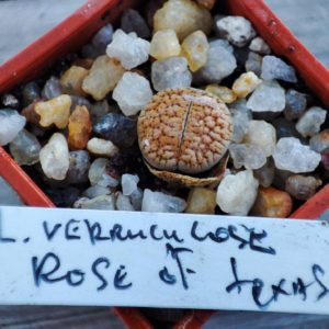 lithops verruculosa rose of texas