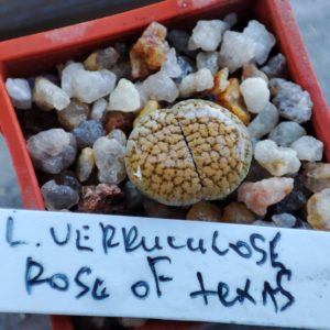 lithops verruculosa rose of texas