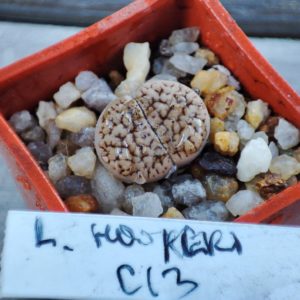 lithops hookeri C13