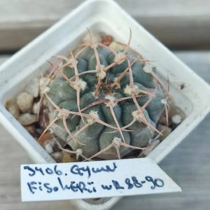 gymnocalycium fisheri WR88-90