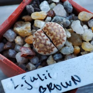 lithops julii brown