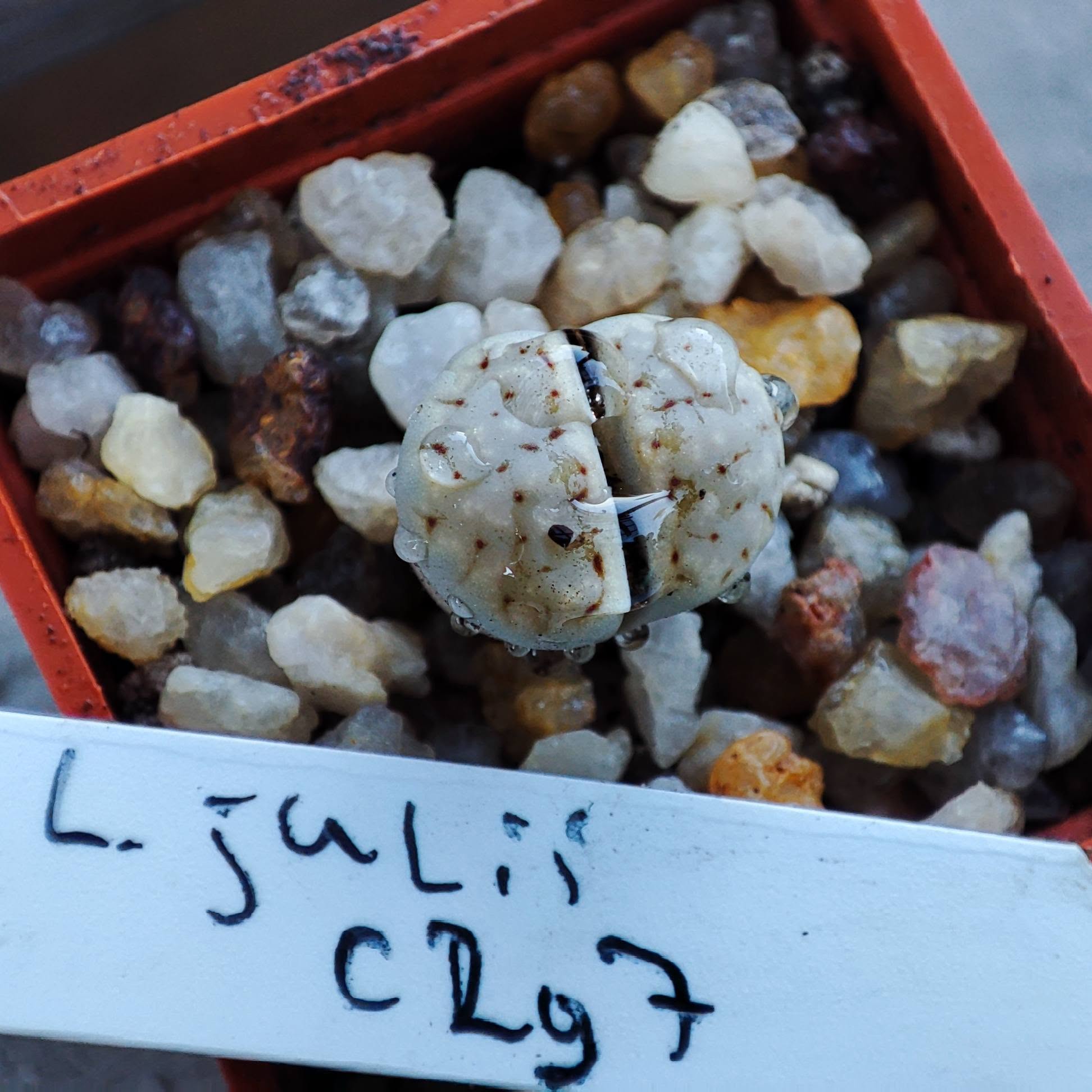 lithops julii С297