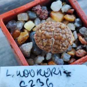 lithops hookeri C236