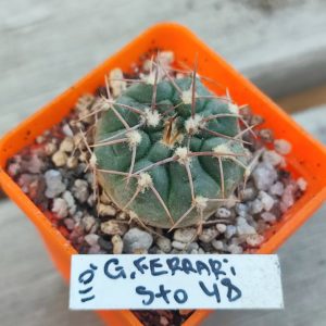 gymnocalycium ferrari STO48