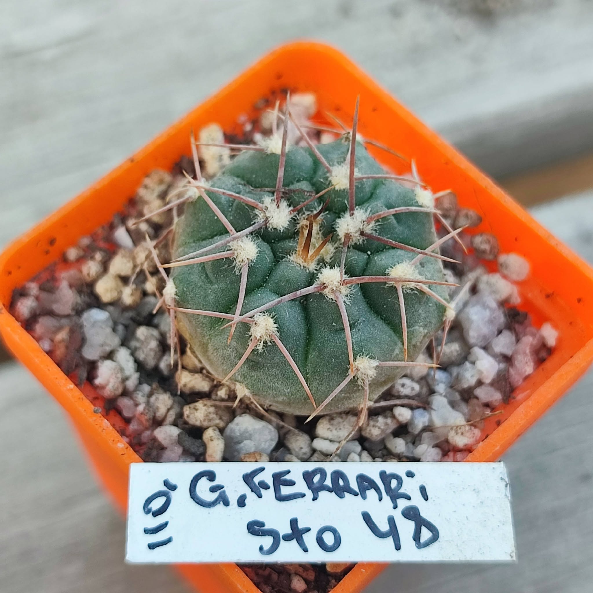 gymnocalycium ferrari STO48