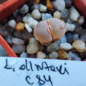 lithops dinteri C84