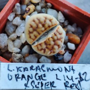 lithops karasmontana otrange L2-82 x l. karasmontana Super red