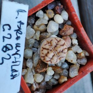 lithops bromfildii C283
