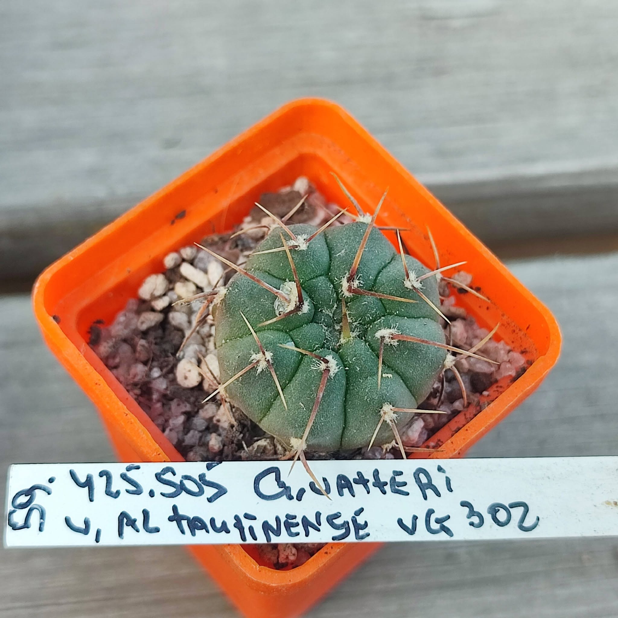 gymnocalycium vatteri altaninense VG302