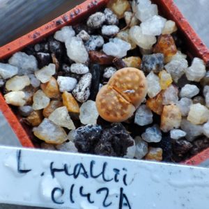 lithops hallii C142A