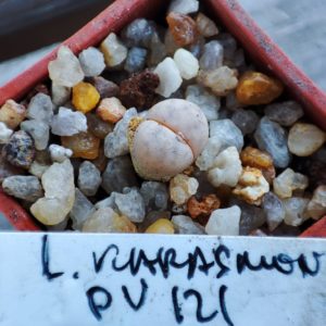 lithops karasmontana pv121