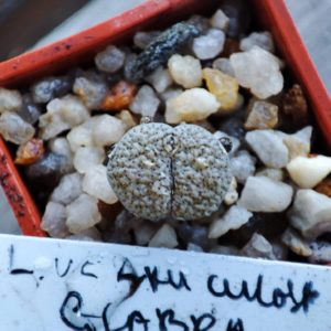 lithops verruculosa glabra