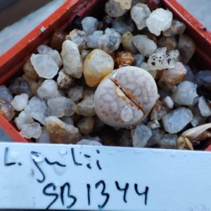 lithops julii SB1384
