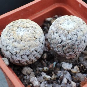 turbinicarpus valdezianus ціна за одну рослину