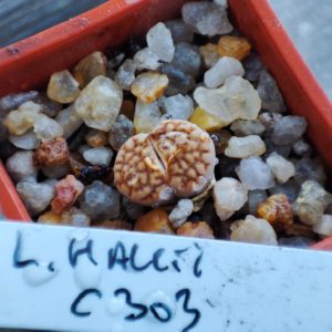 lithops hallii C303