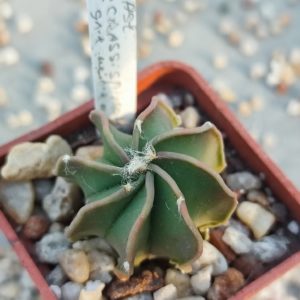 astrophytum crassispinum