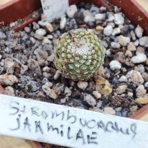 strombocactus jarmilae