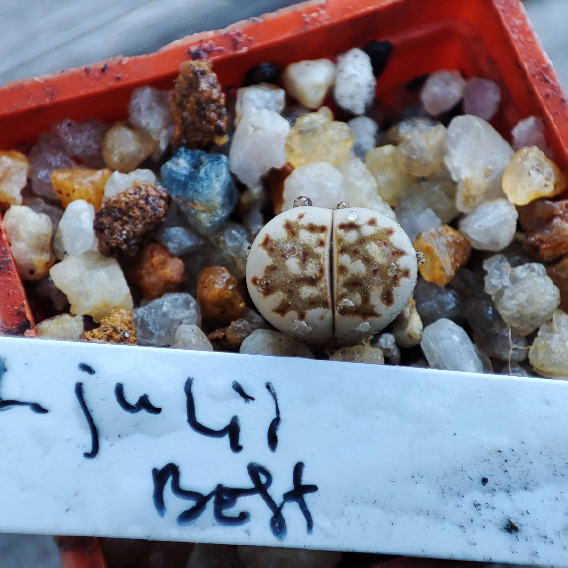 lithops julii best