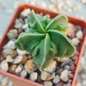 astrophytum myriostigma cv. fukuryu