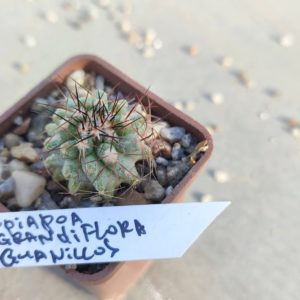 Copiapoa grandiflora  Guanillos