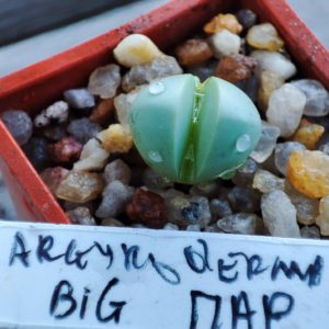 argyroderma sp big