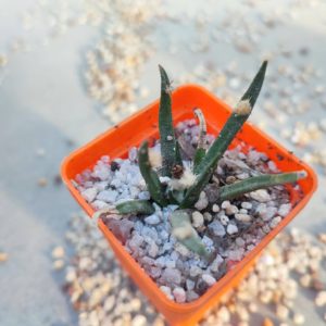 Ariocarpus agavoides короткий лист