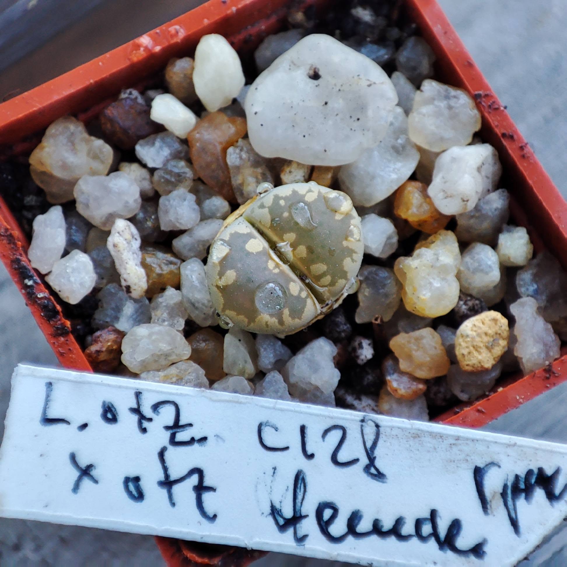 lithops otzeniana C128 x otzeniana чешський гранат