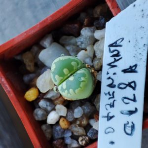 lithops otzeniana C128A