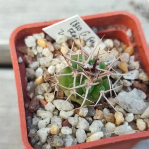 gymnocalycium ferox ferocior