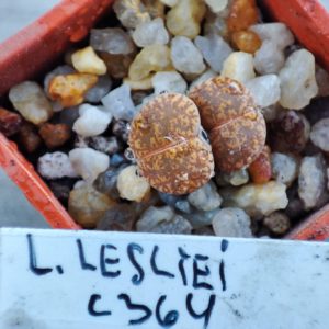 lithops lesliei C364