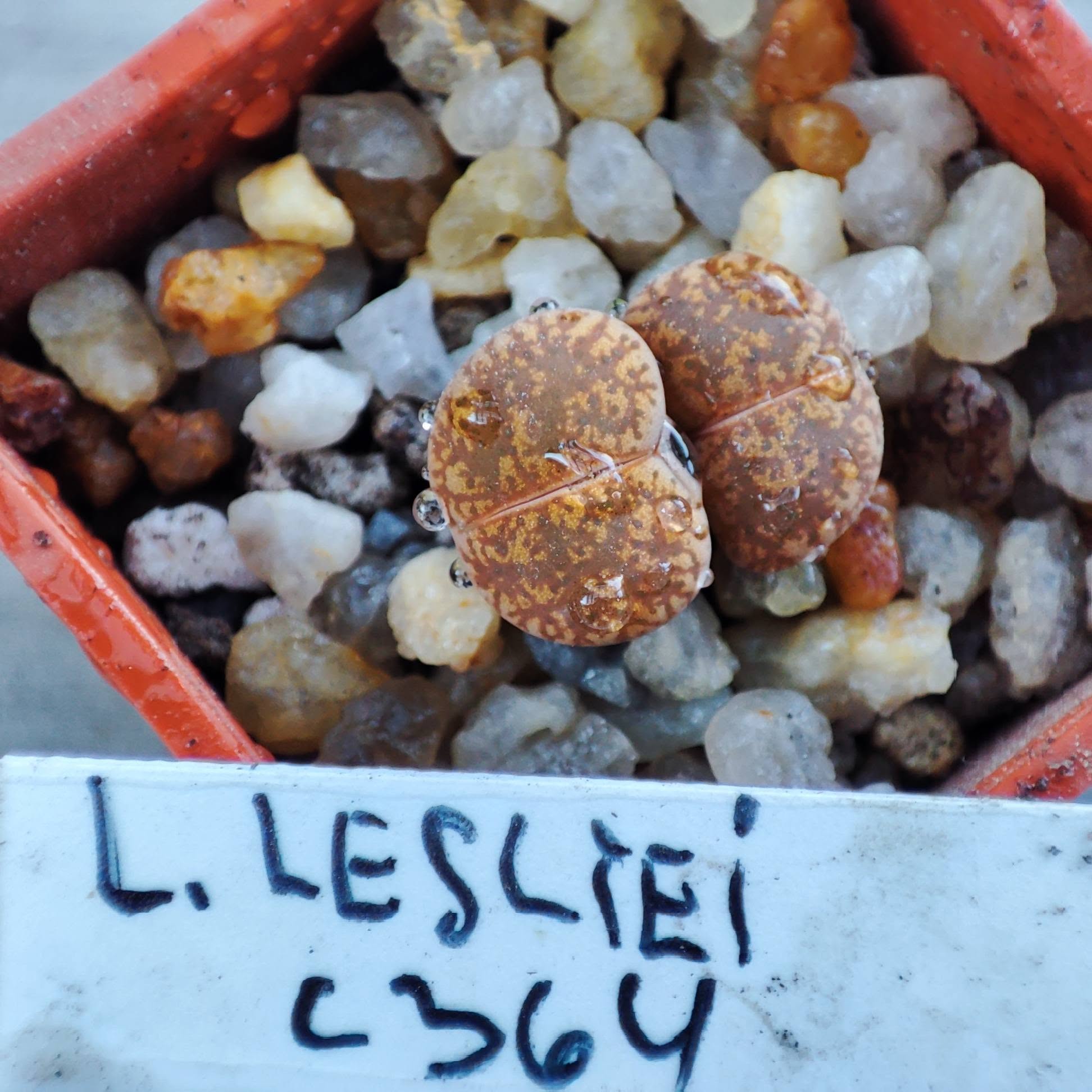 lithops lesliei C364