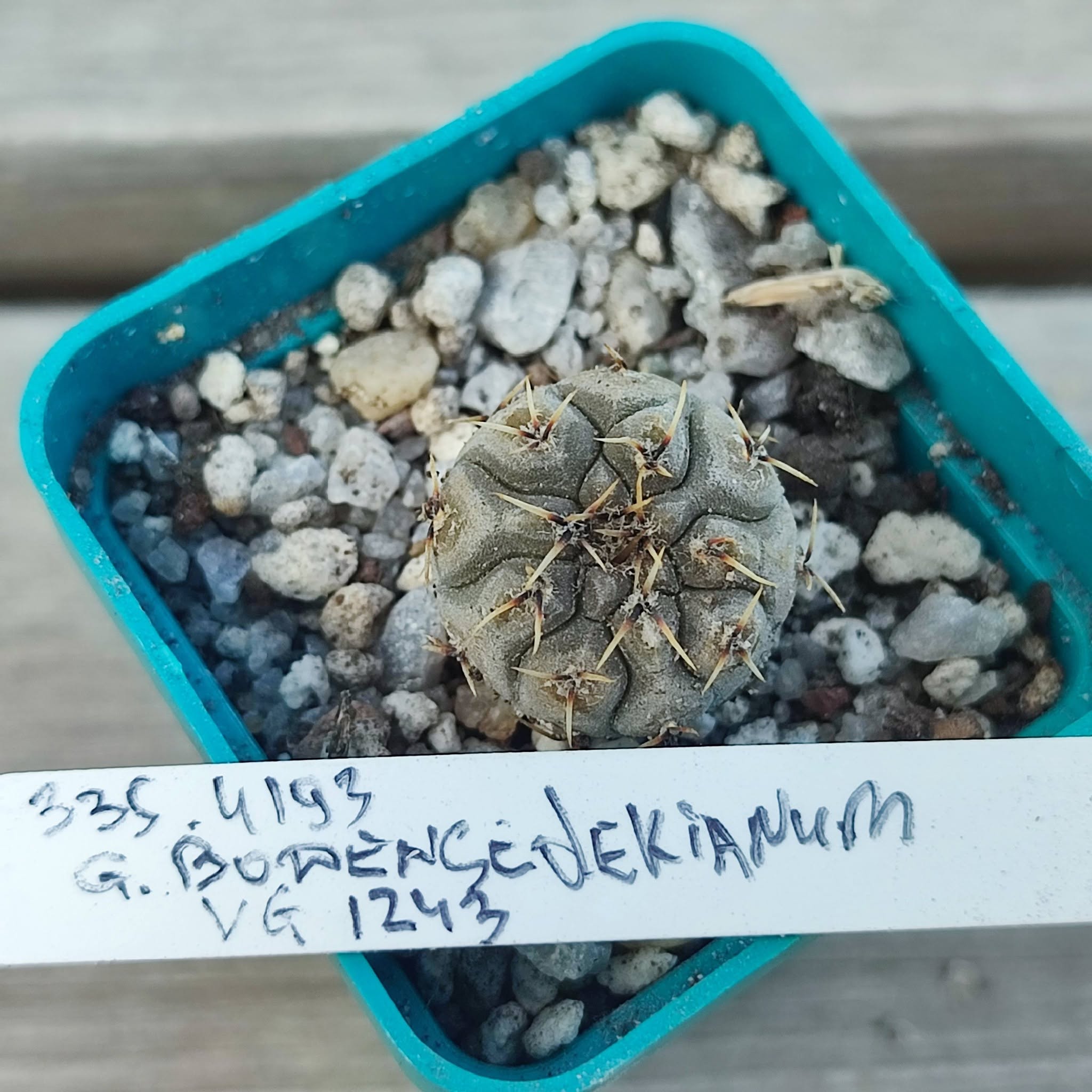 gymnocalycium bodenbenderianum VG1243