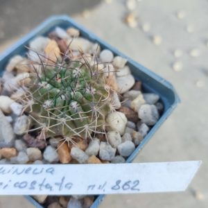 neocholenia paucicostata