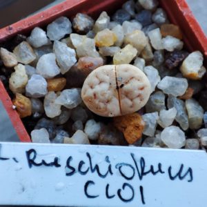 lithops ruschiorum C101