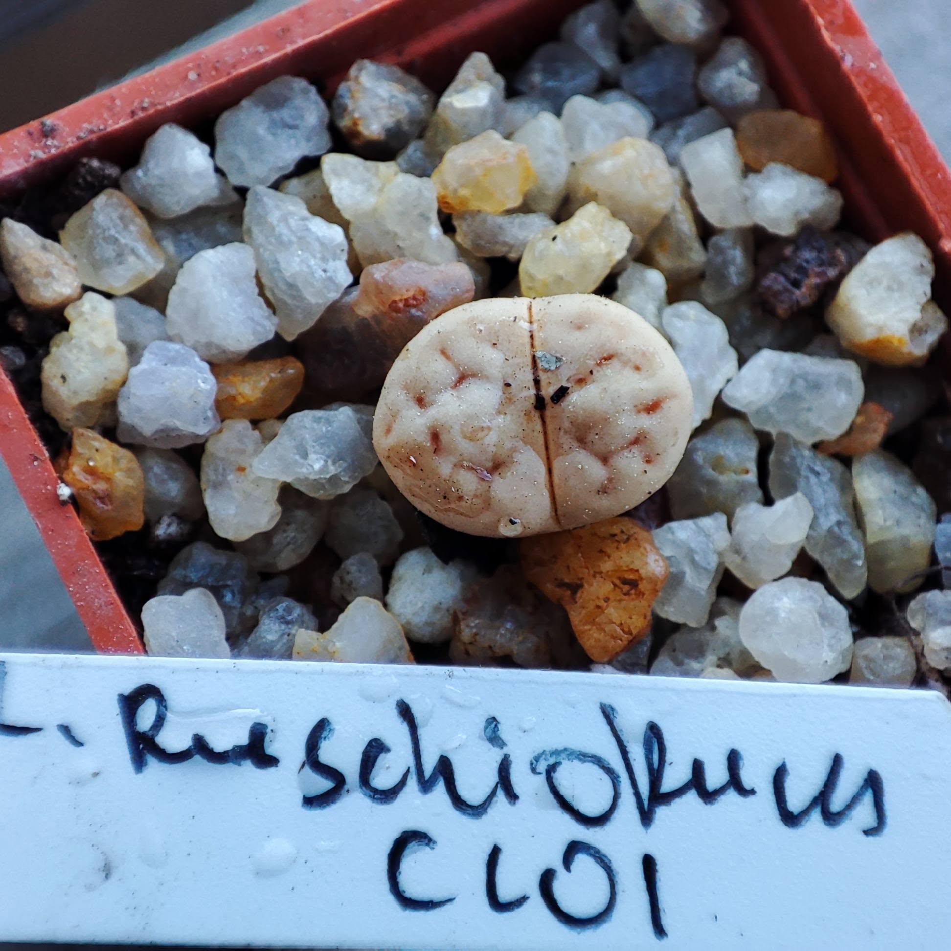 lithops ruschiorum C101