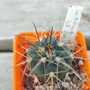 gymnocalycium armatum LF278