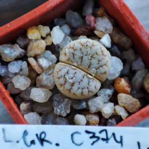 lithops gracilidelineata C374 (coffe and milk)