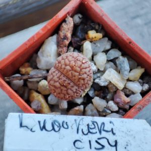 lithops hookeri C154