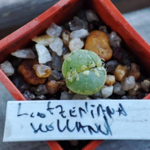 lithops otzeniana holland