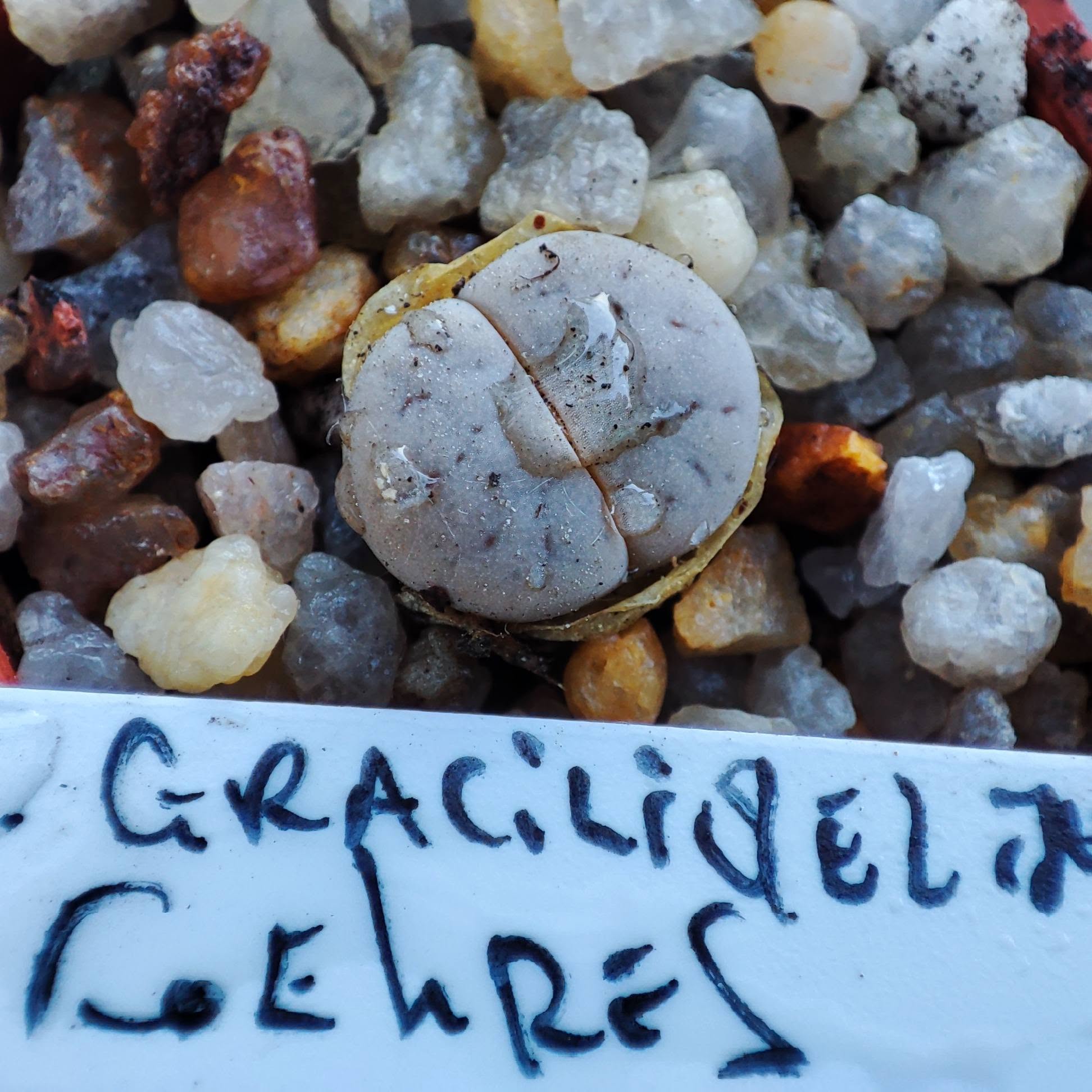 lithops gracilidelineata koehres