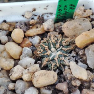 ariocarpus kotschoubeyanus albiflorus