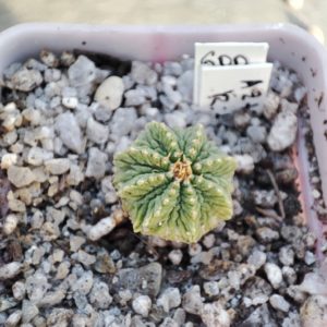 aztekium ritteri
